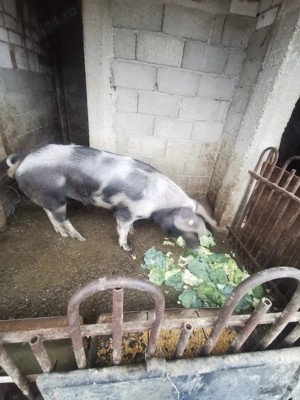 Porc de vânzare  - imagine 3