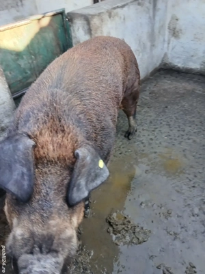 vand vier duroc original