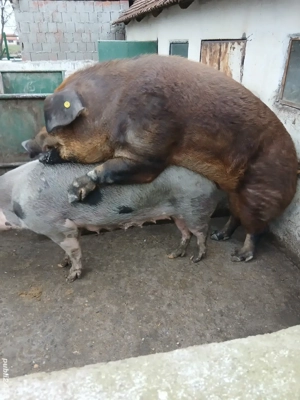 vand vier duroc original - imagine 2