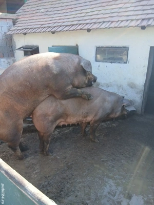 vand vier duroc original - imagine 3