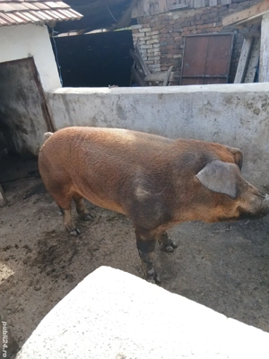 vand vier duroc original - imagine 4