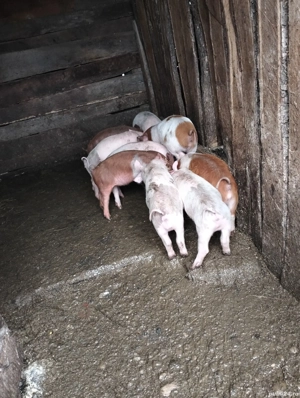 vand purcei  - imagine 2