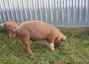 Purcei     - imagine 3