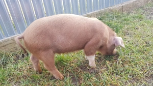 Purcei     - imagine 5