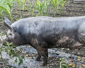 Porci de carne crescuți 100%bio in gospodarie 