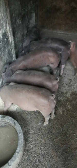 Pietra si duroc - imagine 5