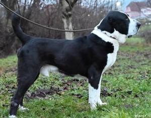 Ciobănesc de asia centrala 