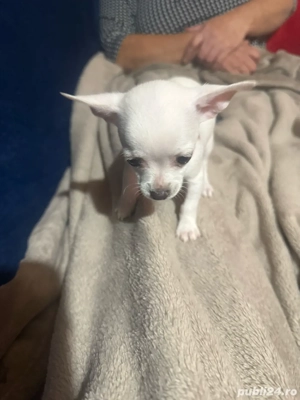 vand catei chihuahua - imagine 4