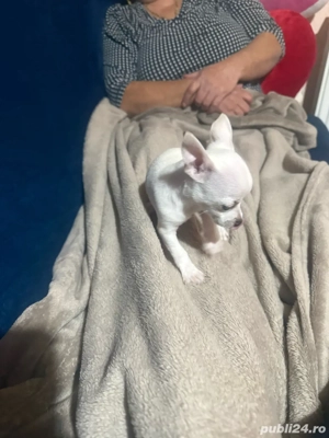 vand catei chihuahua - imagine 3