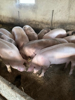 Porci de vânzare 