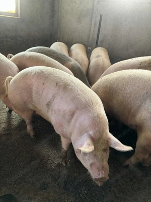 Porci de vânzare  - imagine 2