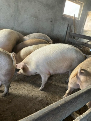 Porci de vânzare  - imagine 3