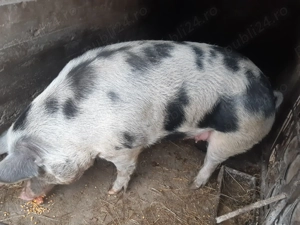 Porci De Vanzare