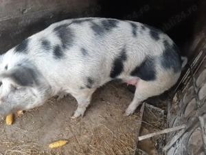Porci De Vanzare - imagine 2