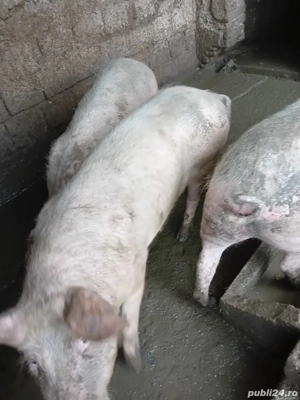 Vand porci de carne - imagine 2