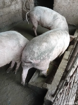 Vand porci de carne - imagine 5