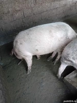 Vand porci de carne - imagine 3