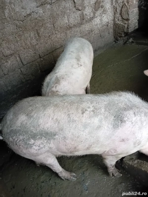 Vand porci de carne - imagine 4