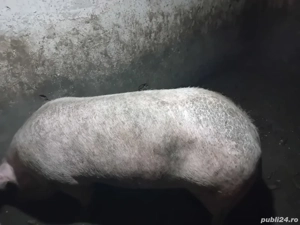 Vand porc de carne - imagine 3
