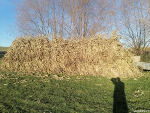  vînd strujeni pentru animale 2.50lei snopu plus ovăz preț 1.50 telefon   - imagine 2