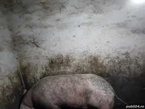 Vand porc de carne - imagine 4