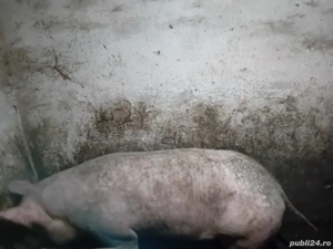 Vand porc de carne - imagine 2
