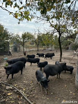 porci vietnamezi  - imagine 3