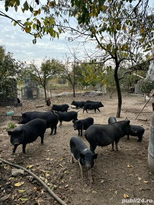 porci vietnamezi  - imagine 2