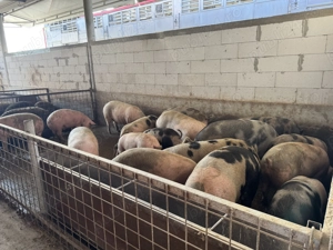 Vând porci rasă de carne, crescuți în fermă proprie. - imagine 3