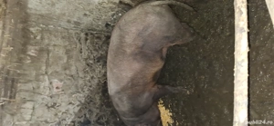 vând porc de carne  - imagine 2