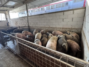 Vând porci rasă de carne crescuți în fermă proprie