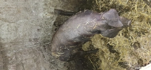 vând porc de carne  - imagine 4