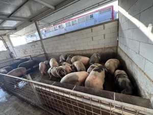 Vând porci rasă de carne crescuți în fermă proprie - imagine 2