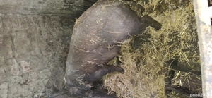 vand porc duroc  - imagine 2