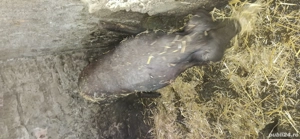 vand porc duroc  - imagine 5