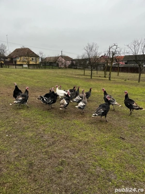 Vand curci - imagine 2