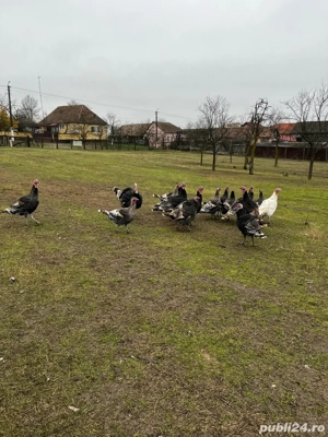 Vand curci - imagine 3