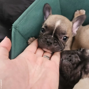 Bulldog Francez 