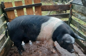 Porc de vânzare 