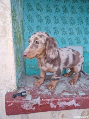 Teckel arlechin ciocolatiu cu par lung  - imagine 2