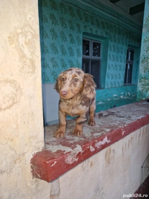 Teckel arlechin ciocolatiu cu par lung  - imagine 3