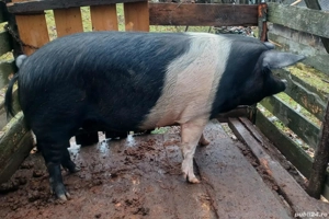 Porc de vânzare  - imagine 3