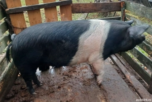 Porc de vânzare  - imagine 2