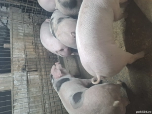 Porci 60 - 80kg - imagine 2