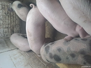 Porci 60 - 80kg - imagine 3