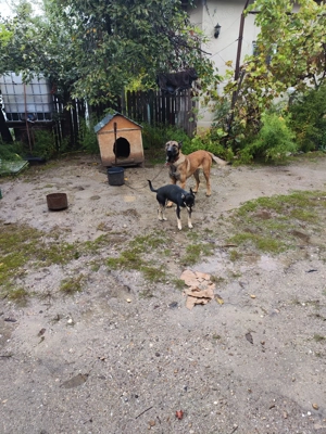 Ciobanesc Belgian Malinois 