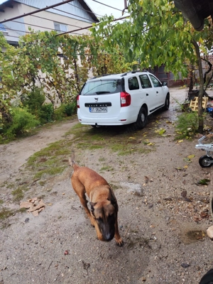 Ciobanesc Belgian Malinois  - imagine 2