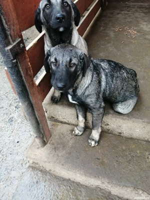 Vînd căței rasa Kangal 