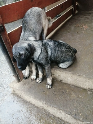 Vînd căței rasa Kangal  - imagine 5