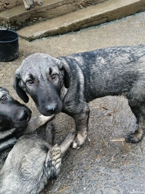 Vînd căței rasa Kangal  - imagine 4